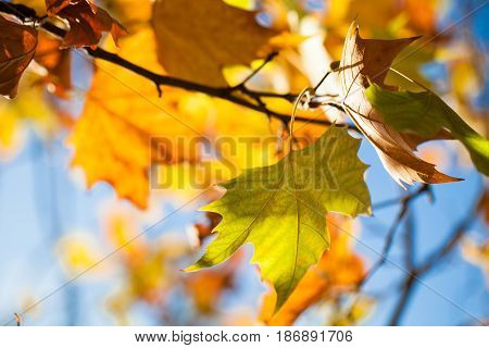 Autumn leaf leaves platanus branch plane tree branches