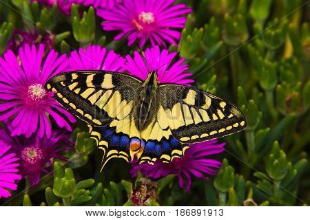 The Swallowtail is Europe's largest native butterfly and also one of our rarest