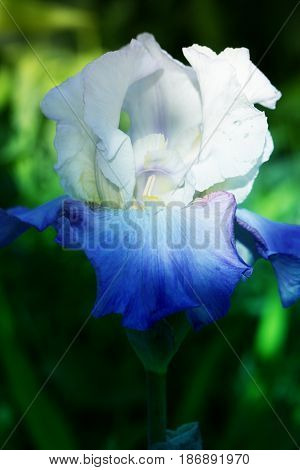 spring flowers in a garden. iris flower