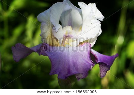 spring flowers in a garden. iris flower