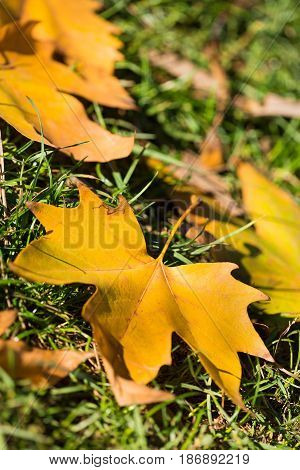 Autumn leaf leaves ground grass lawn plane tree