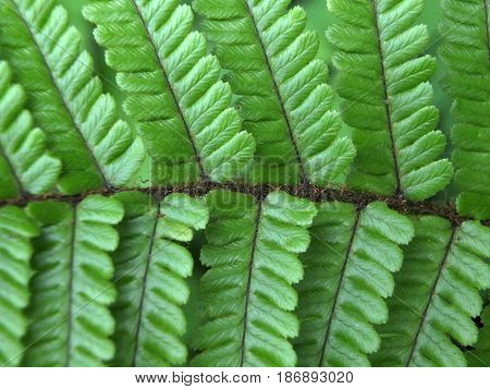 detail of a fern leaf in close up