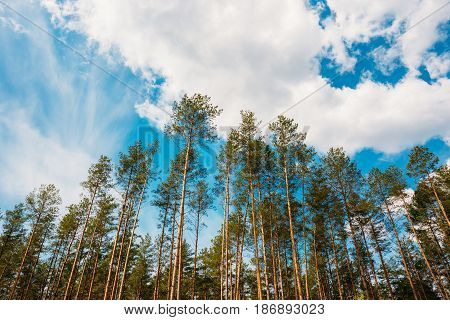 Crowns Treetops Of Tall Thin Slender Evergreen Pines Under Cloudy Spring Summer Blue Sky Welkin Background.