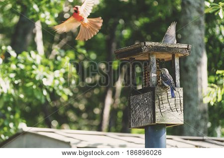 Birds Feeding at Bird Feeder In The Spring