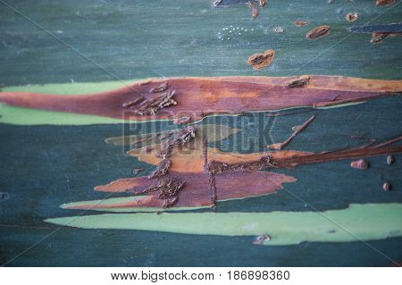 Colroful tree bark with green and brown tones