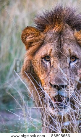 South African lion staring at the viewer from behind tall grass
