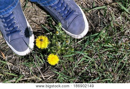 Sneakers on a grass nearby a dandelion on the bright summer sun hot summer day