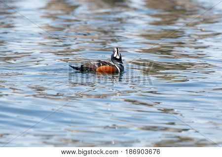 Harlequin Duck (Histrionicus hitrionicus) male swimming Point Roberts Washington USA