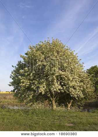 Whitebeam træ