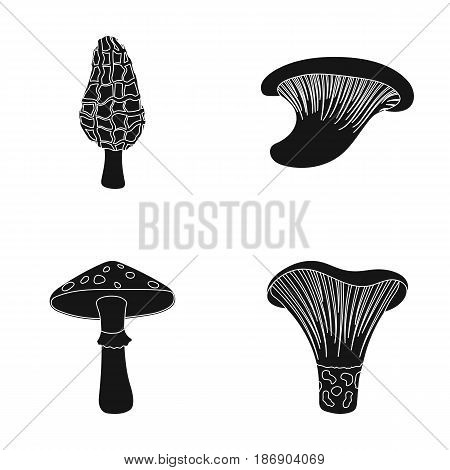 Morel, oyster, green amanita, actariu , indigo. set collection icons in black style vector symbol stock illustration .
