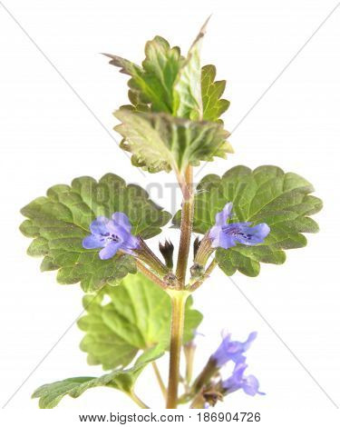 Field balm or ground-ivy (Glechoma hederacea) isolated on white background. Medicinal plant