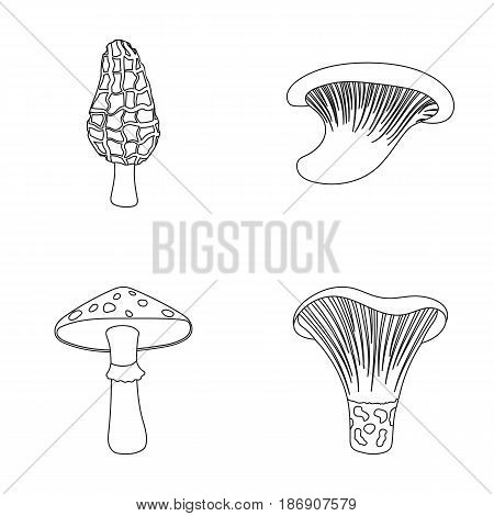 Morel, oyster, green amanita, actariu , indigo. set collection icons in outline style vector symbol stock illustration .
