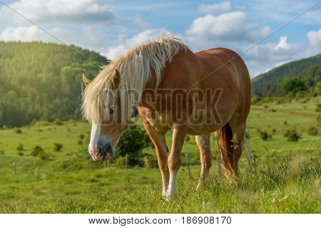 Beautiful red horse grazing in a meadow in spring