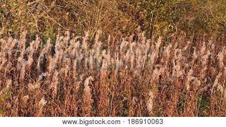 Field with fireweed flowers Epilobium or Chamerion angustifolium close up at end of the summer.