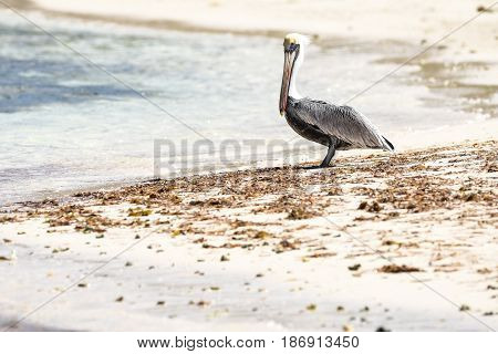 Pelican surveying small cove from beach, BVI