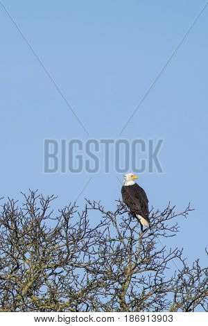 Bald Eagle roosting in tree along Nooksack River WA