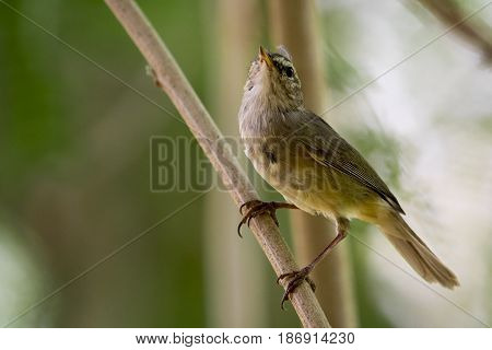 Image of bird (Common Tailorbird) on the branch on natural background.