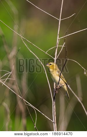 Image of golden weaver bird(Female) on the branch on nature background. Wild Animals.