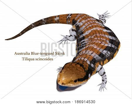 Australia Blue-tongued Skink with Font 3d illustration - The Australia Blue-tongued Skink is a large terrestrial lizard that is active during the day and omnivorous.