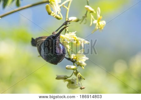 Image of a bird (purple sunbird). Wild Animals.