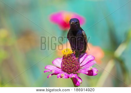 Image of a bird (purple sunbird) perched on flowers. Wild Animals.