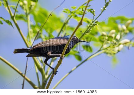 Image of a bird (purple sunbird). Wild Animals.