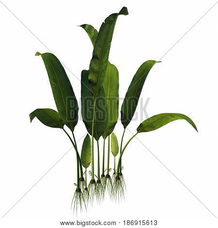 Macrotaeniopteris magnifolia Plant 3d illustration - Macrotaeniopteris was a genus of Triassic flora which belonged to the Cycadales living in swamps and river borders.