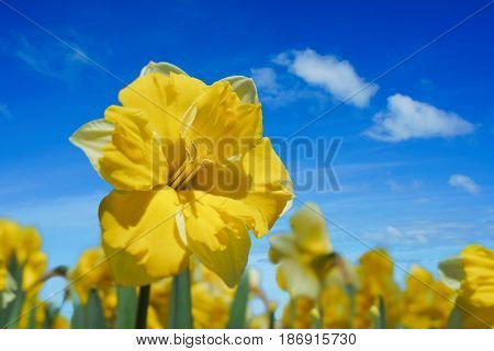 Cassata double daffodils in the home garden.