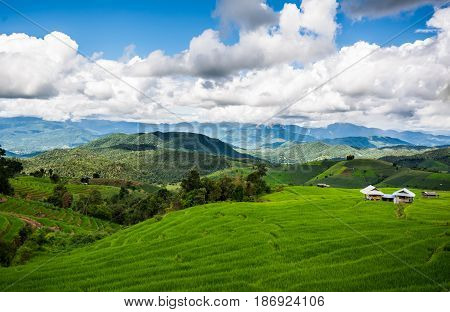 Rice terraces beautiful  Paddy Chiang mai, Thailand