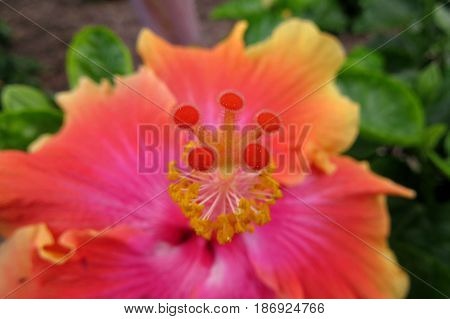 Hibiscus Mallow Malvaceae subtropical and showy flower in bloom