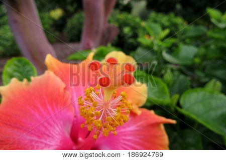 Hibiscus Mallow Malvaceae subtropical and showy flower in bloom