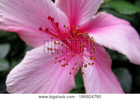 Hibiscus Mallow Malvaceae subtropical and showy pale pink flower in bloom