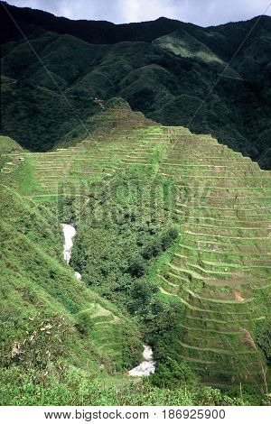 Rice is cultivated in the ancient rice terraces, carved into the mountains, near the city of Banaue, Ifugao Province, in the Philippines.