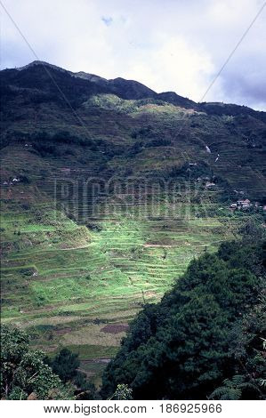 Rice is cultivated in the ancient rice terraces, carved into the mountains, near the city of Banaue, Ifugao Province, in the Philippines.