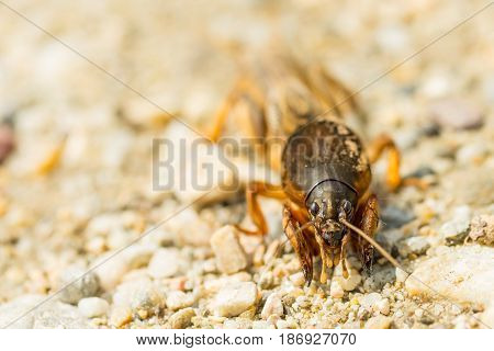 Macro of fen cricket on stones in sunny day