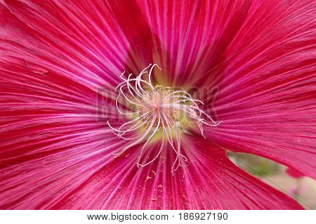 Hollyhock Mallow Malvaceae red flower stamen bud close-up