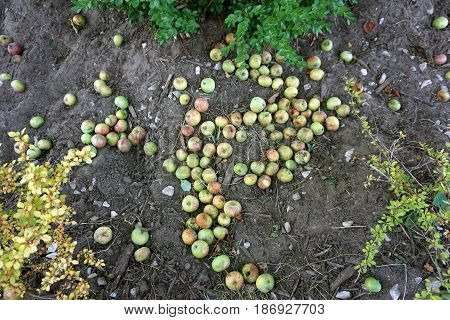 Fallen apples under an apple tree (Malus pumila) in Harbor Springs, Michigan during August.