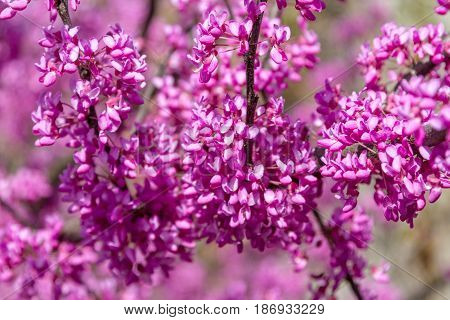 Flowering Cercis Siliquastrum