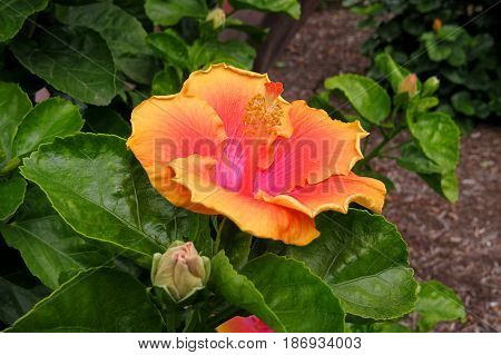 Hibiscus Mallow Malvaceae subtropical and showy flower in bloom close-up stamen orange pink yellow