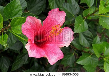 Hibiscus Mallow Malvaceae subtropical and showy pink flower in bloom close-up stamen