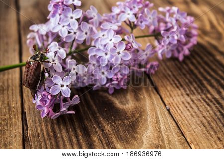 a cockchafer and lilac on wooden background