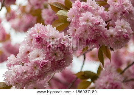 Sakura spring flowers. Spring blossom background. Beautiful nature scene with blooming sakura tree. Japanese garden.
