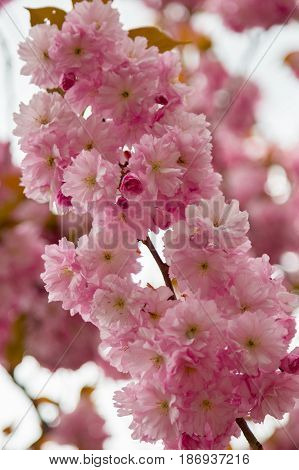 Sakura spring flowers. Spring blossom background. Beautiful nature scene with blooming sakura tree. Japanese garden.