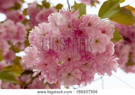 Sakura spring flowers. Spring blossom background. Beautiful nature scene with blooming sakura tree. Japanese garden.