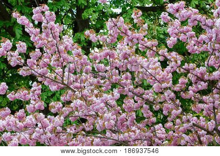 Sakura spring flowers. Spring blossom background. Beautiful nature scene with blooming sakura tree. Japanese garden.