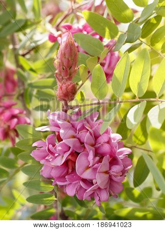 closeup flowers of blossoming pink acacia (known as Robinia Viscosa). Vertical composition.