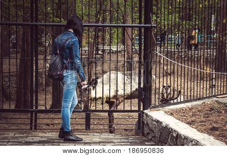 Woman Is Feeding A Deer On A Farm Through A Fence