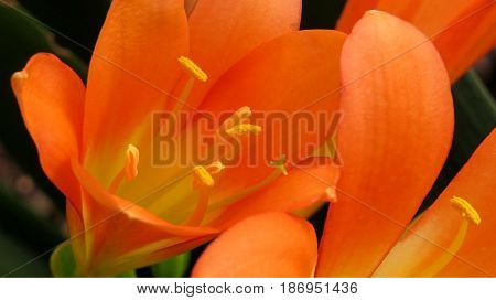 Clivia Amaryllidaceae Bush Lily Natal Lily orange flower close-up