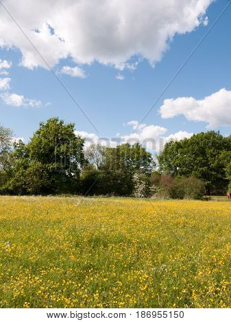 Summer Field Of Buttercups Outside In Bright Light At Peace