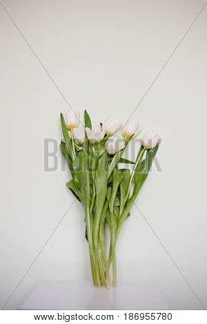 Tulips on white minimalistic background. with Copyspace